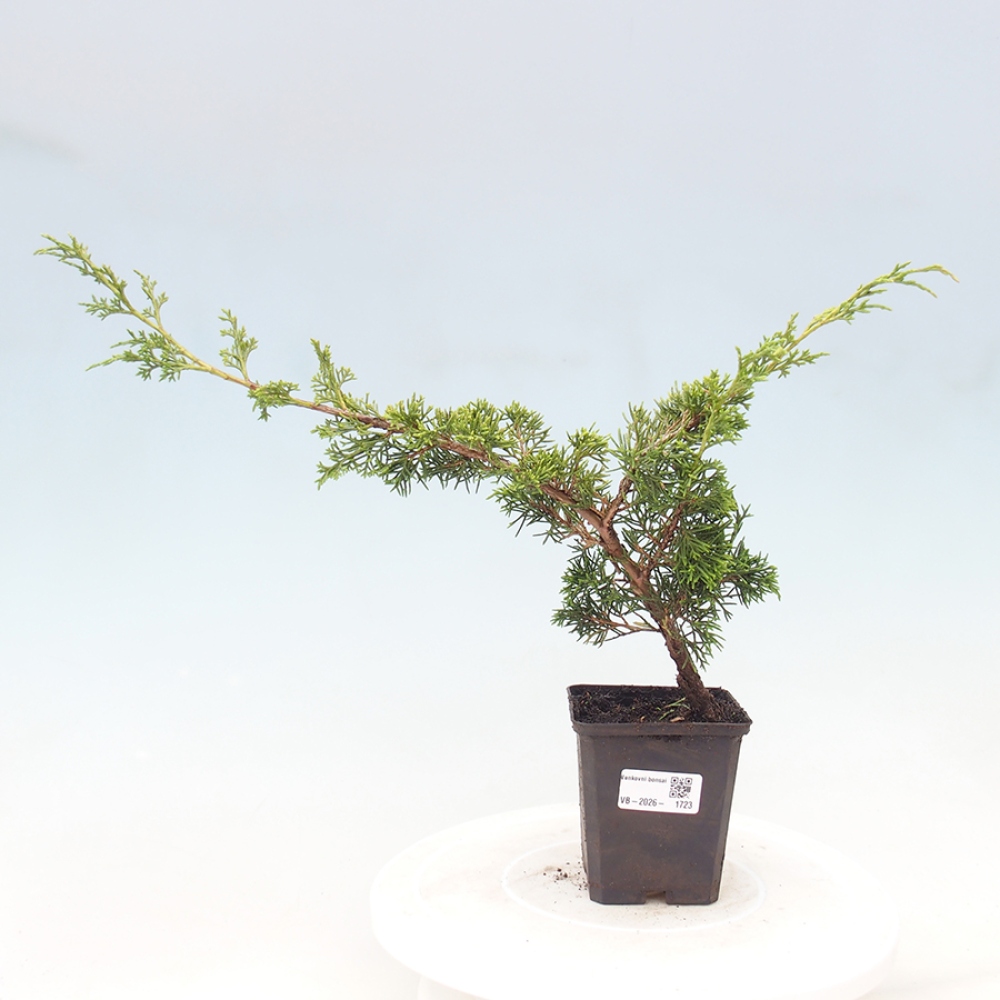 Bonsai voor buiten - Juniperus chinensis Itoigawa