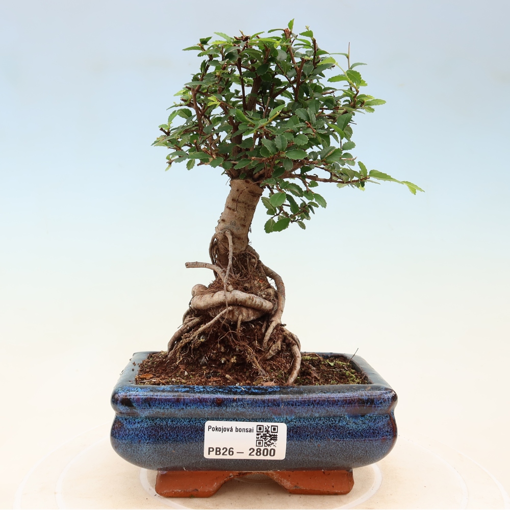 Kamerbonsai - Ulmus parvifolia - Winteriep