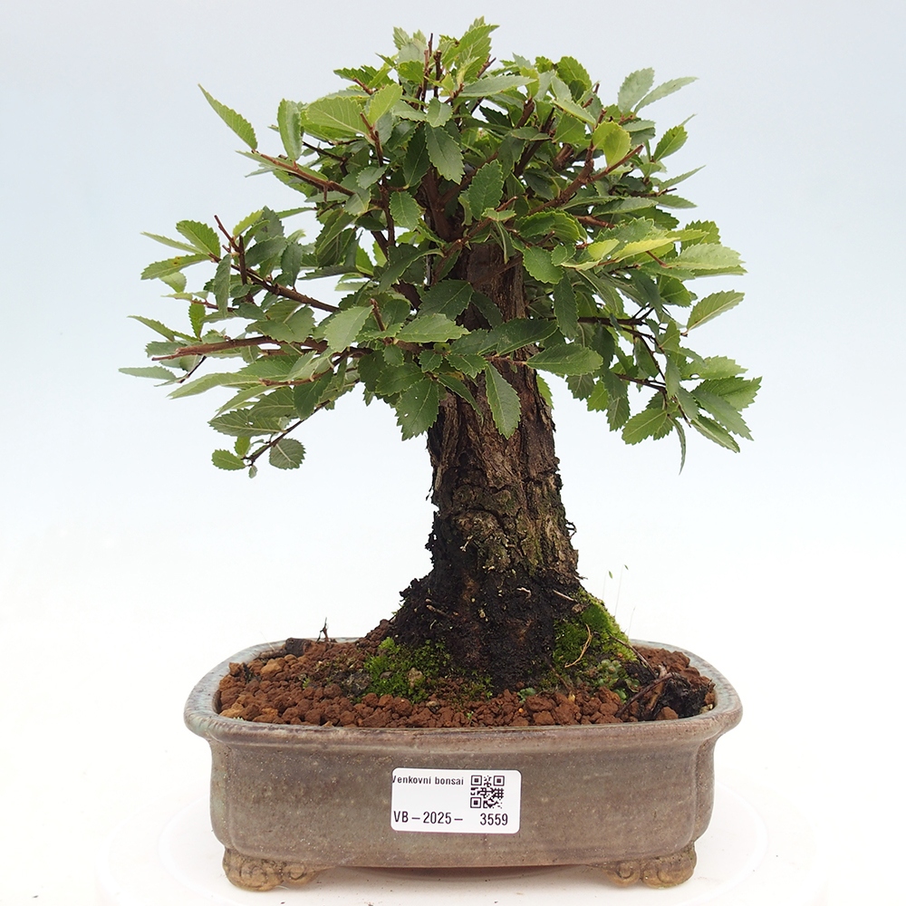 Bonsai voor buiten - Zelkova - Zelkova NIRE