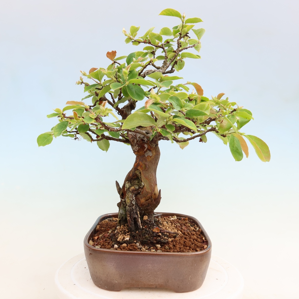 Bonsai voor buiten - Pseudocydonia sinensis - Chinese kweepeer