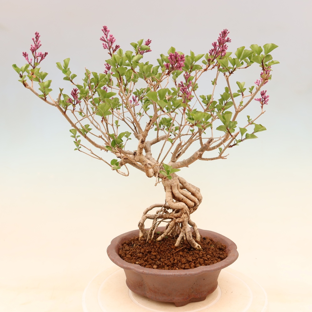 Bonsai voor buiten - Syringa microphylla - kleinbloemige sering