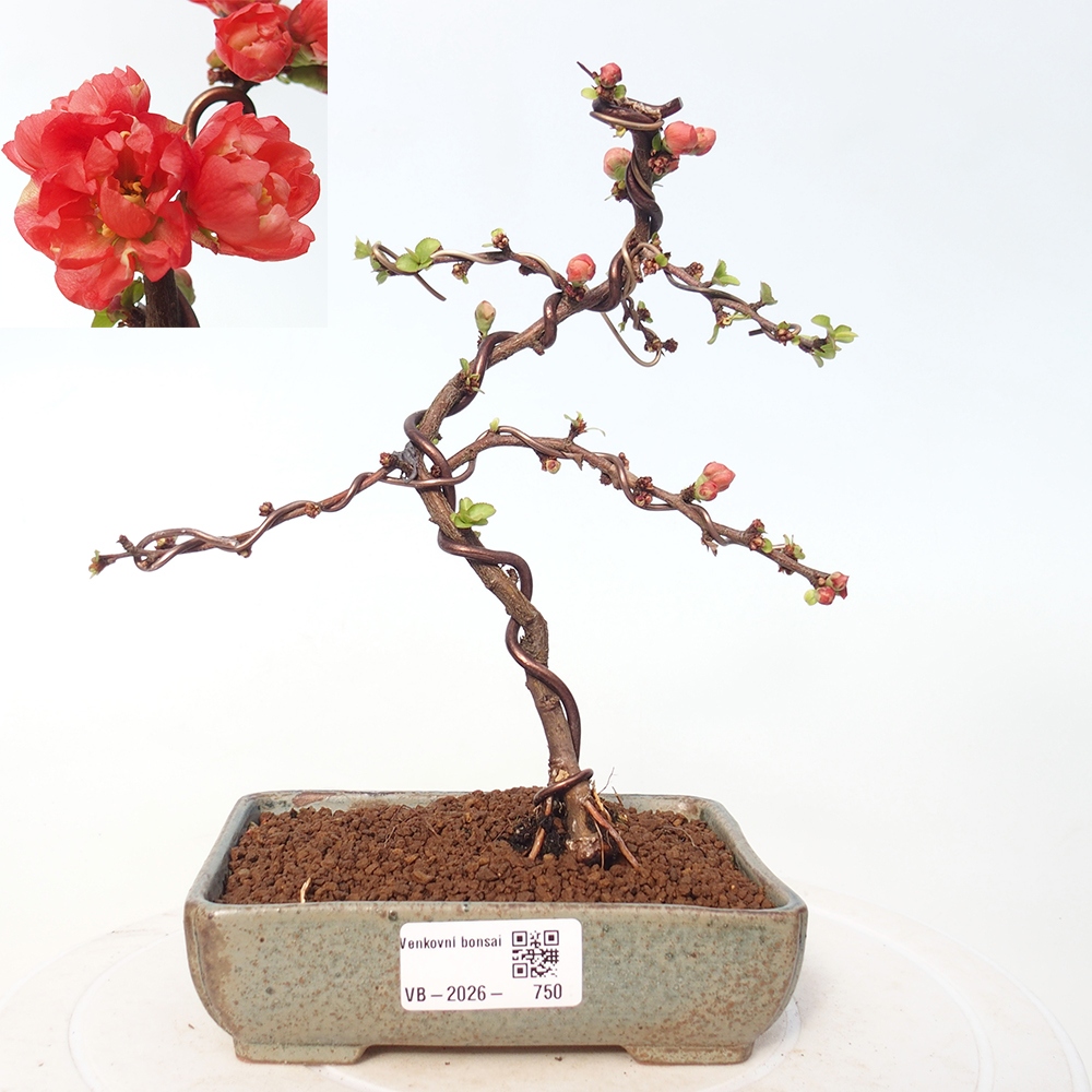 Bonsai voor buiten - Chaneomeles s. Red Joy - Kweepeer