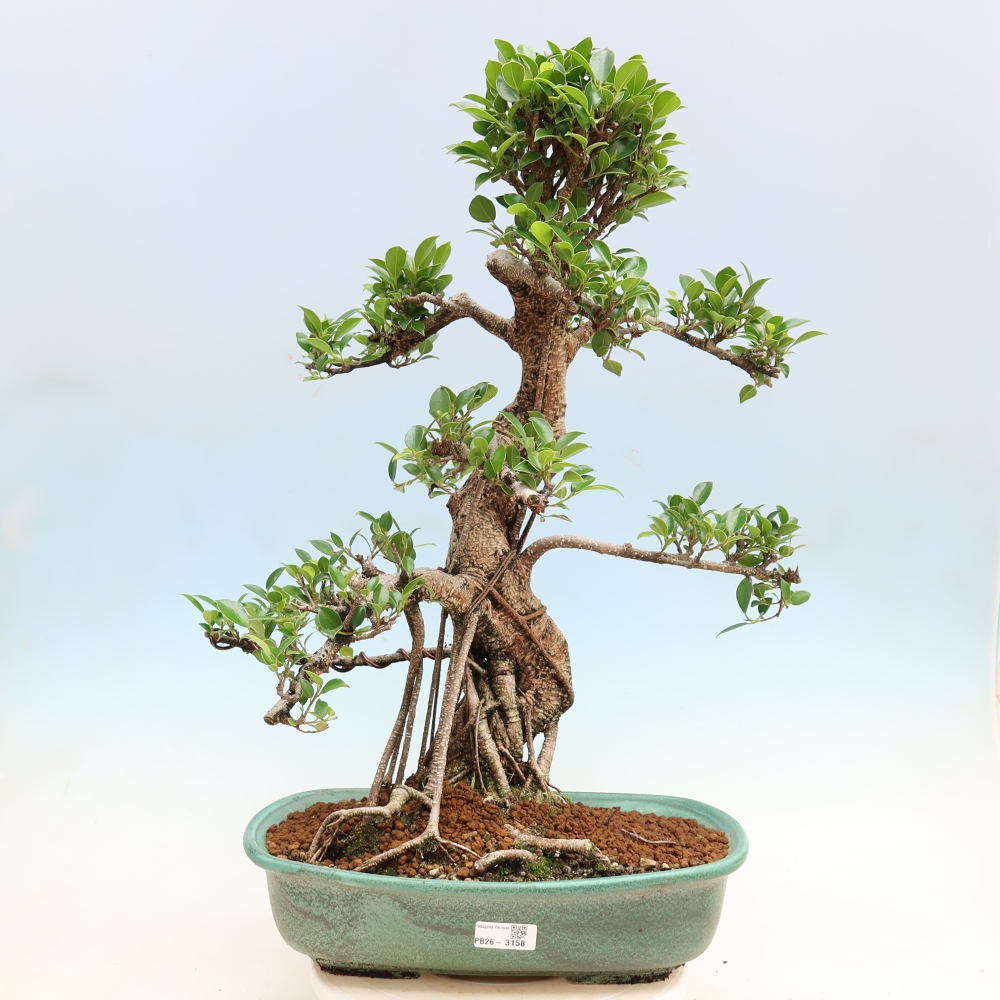 Kamerbonsai - Ficus kimmen - kleinbladige ficus