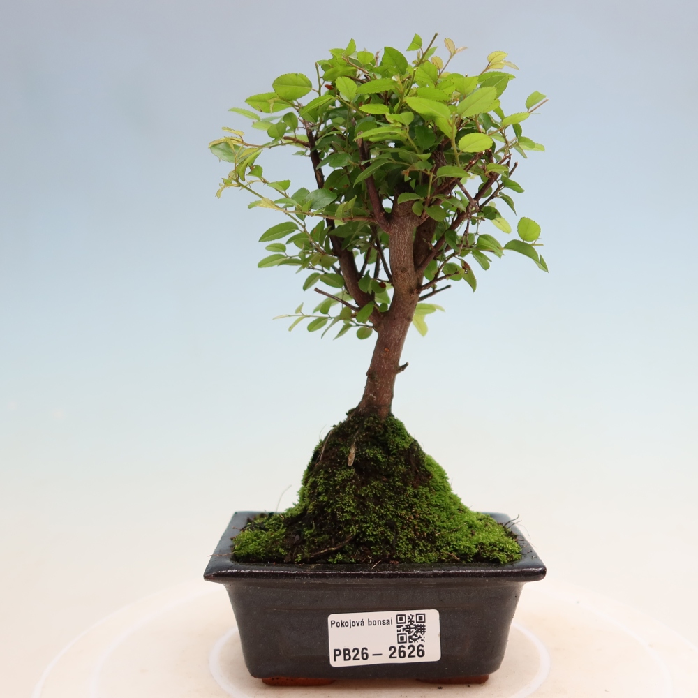 Kamerbonsai - Sageretia thea - Sageretia thea
