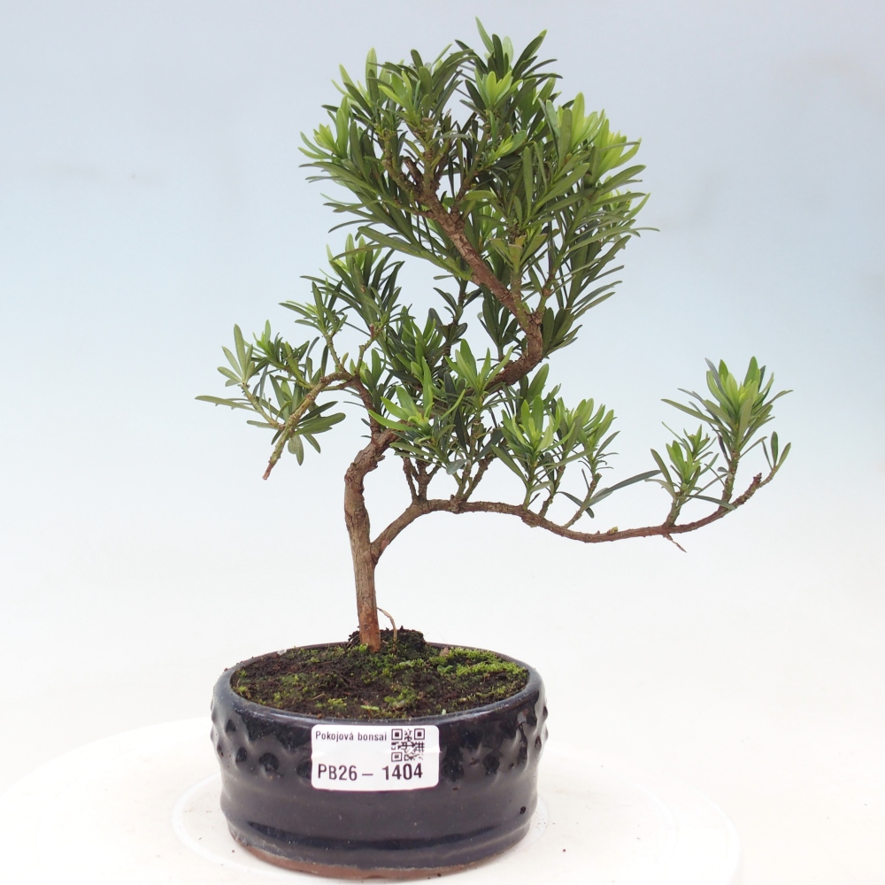 Kamerbonsai - Podocarpus - Taxus