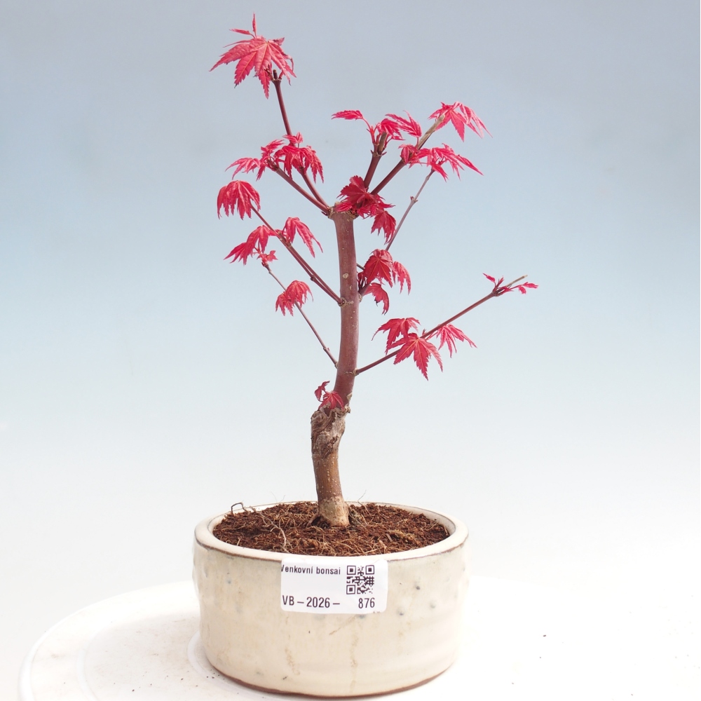 Bonsai voor buiten - Acer palmatum DESHOJO