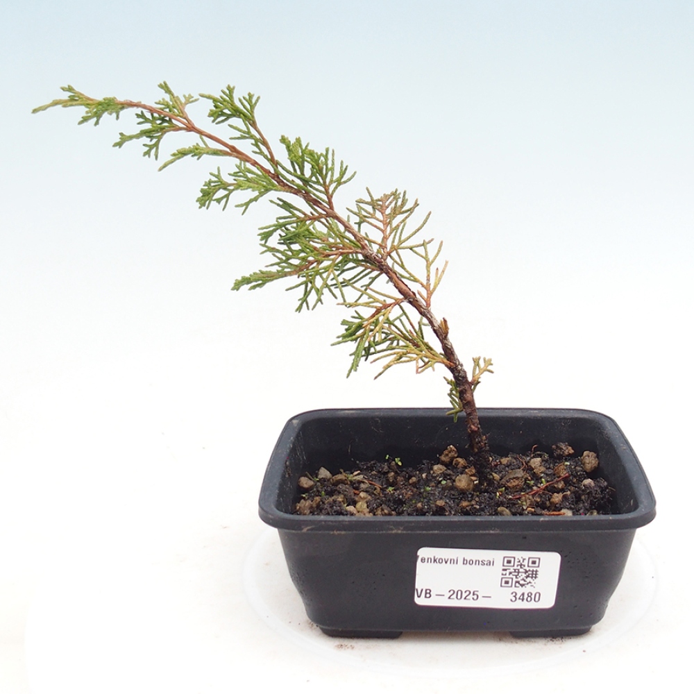 Bonsai voor buiten - Juniperus chinensis Itoigawa
