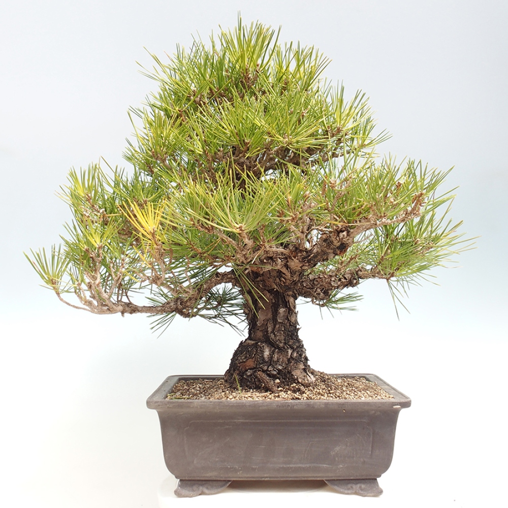 Bonsai voor buiten - Pinus thunbergii - Thunberg den