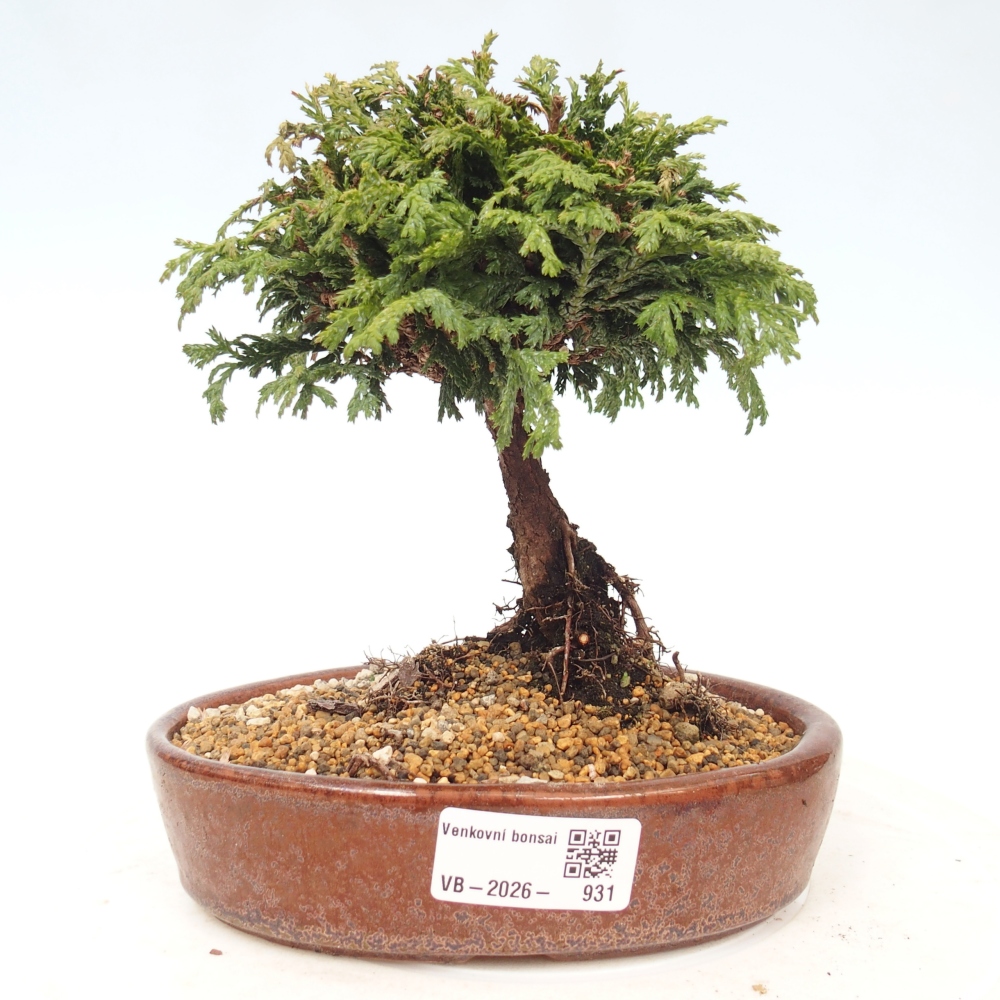 Bonsai voor buiten - Cham.pis Parslori - Cipres