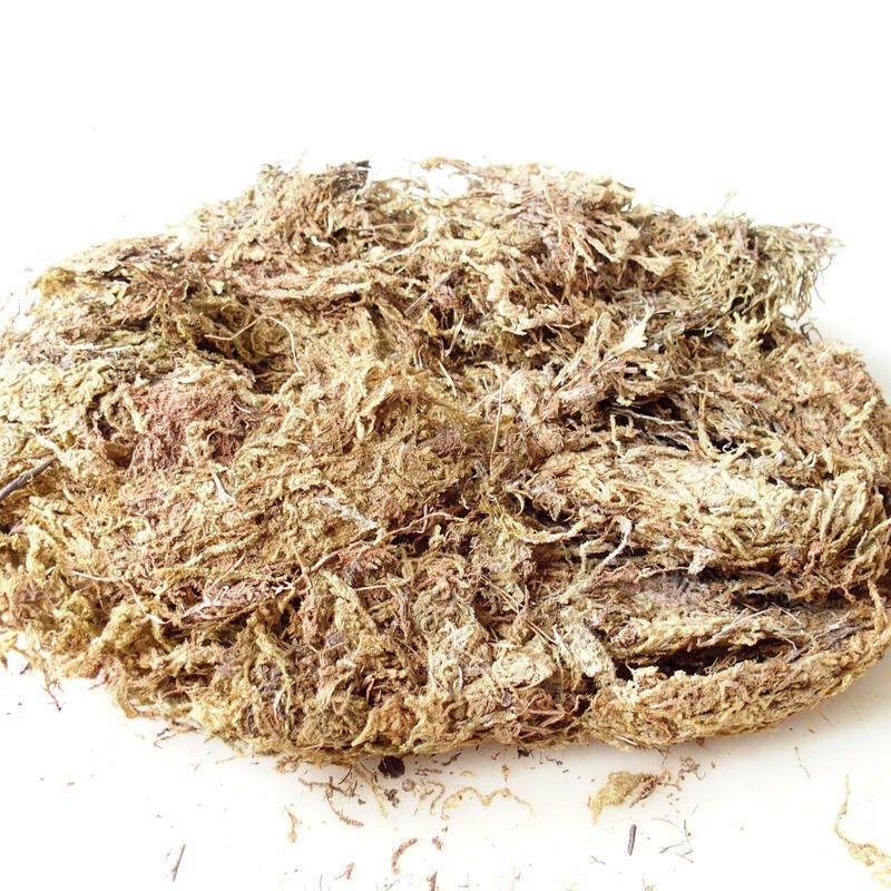 Bryophyta - mos 1 kg