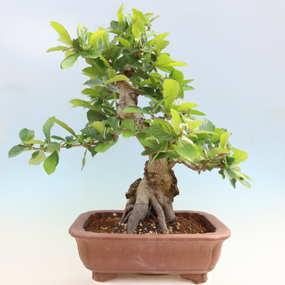 Bonsai voor buiten - Photinia villosa