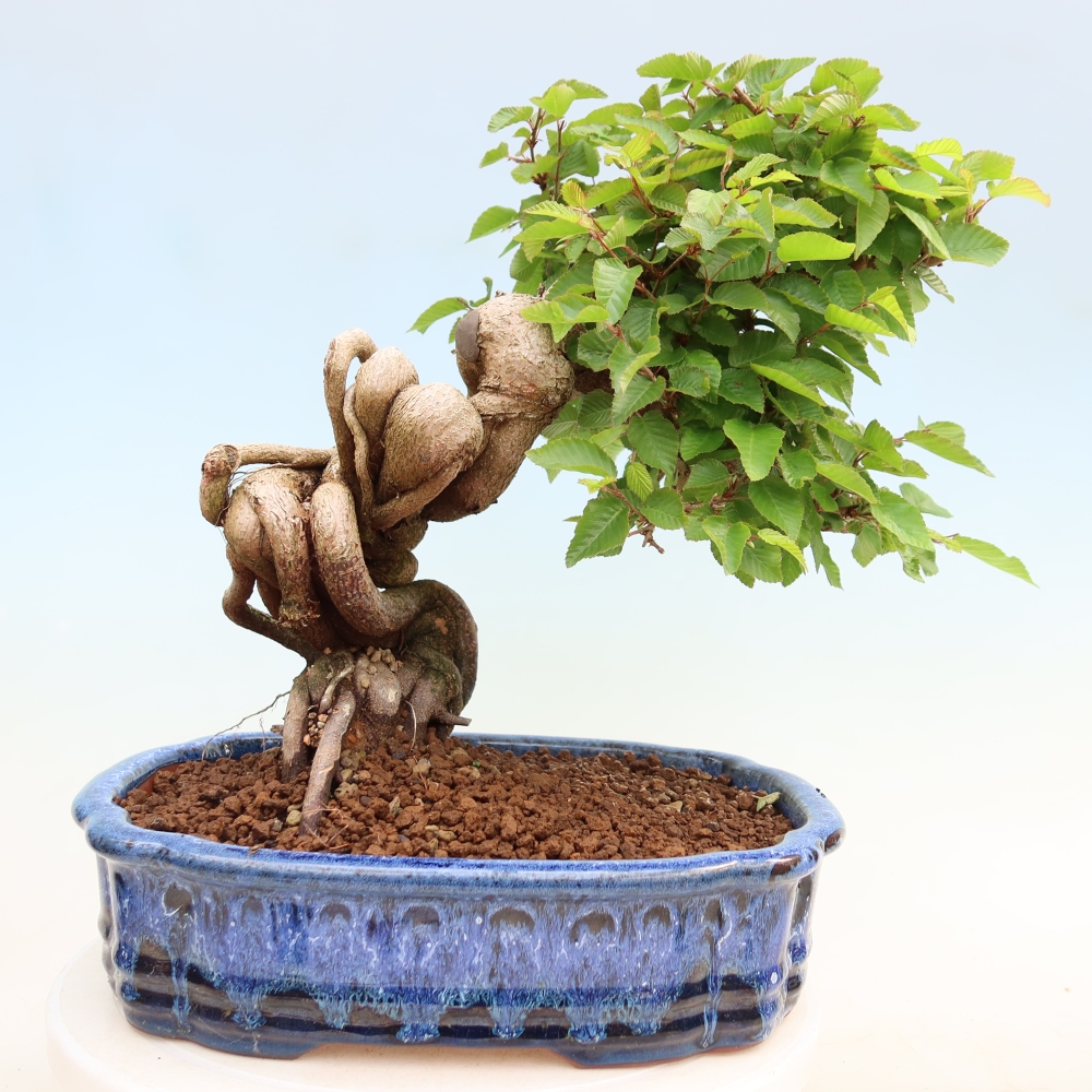 Bonsai voor buiten -Carpinus Coreana - Koreaanse haagbeuk