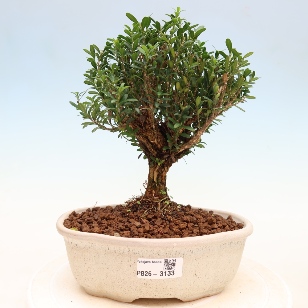 Kamerbonsai - Buxus harlandii - kurk buxus