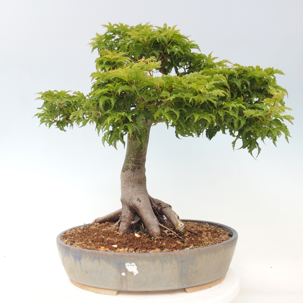 Bonsai voor buiten -Javor palm Acer palmatum Shishigashira
