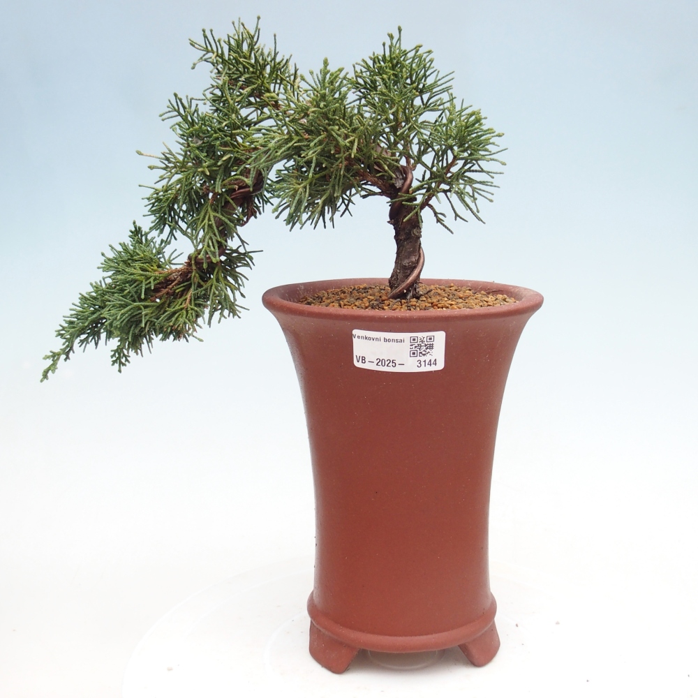 Bonsai voor buiten - Juniperus chinensis Kishu