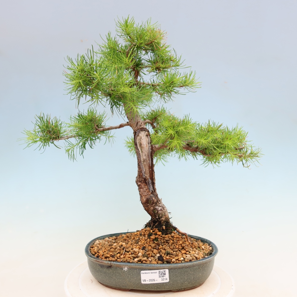 Bonsai voor buiten -Larix decidua - Lariks