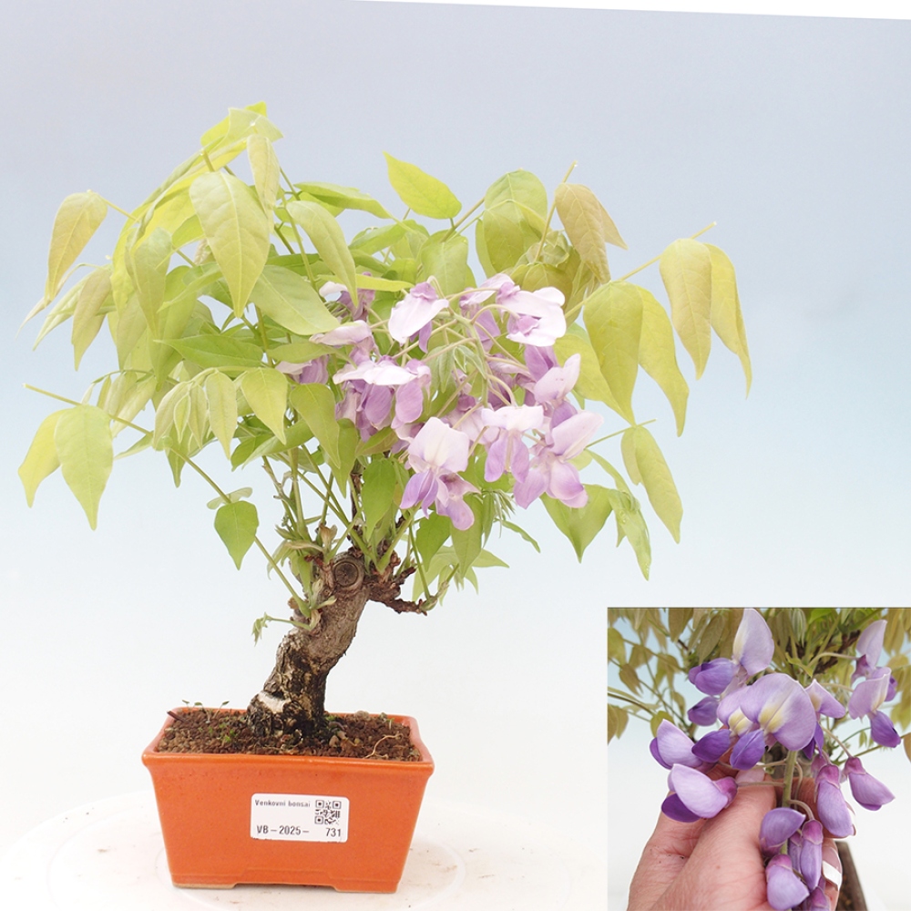 Bonsai voor buiten - Wisteria floribunda