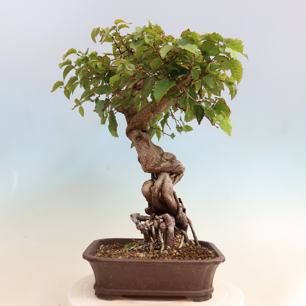 Bonsai voor buiten -Carpinus CARPINOIDES - Koreaanse haagbeuk