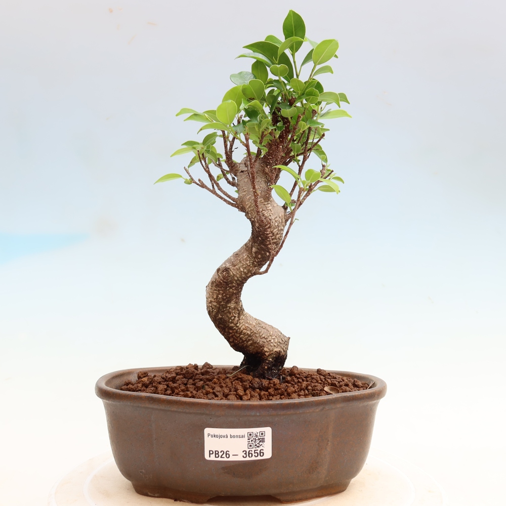 Kamerbonsai - Ficus kimmen - kleinbladige ficus