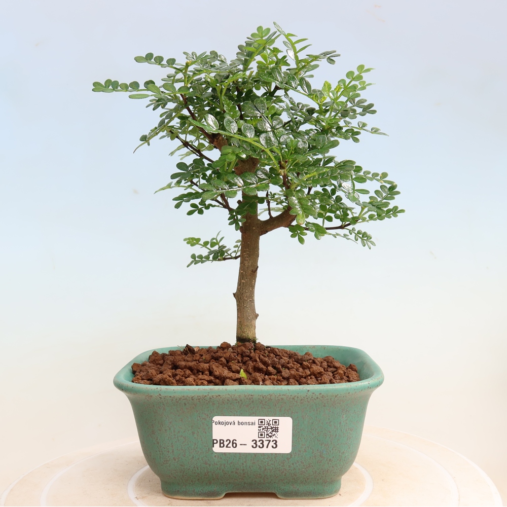 Kamerbonsai - Zantoxylum piperitum - peperboom