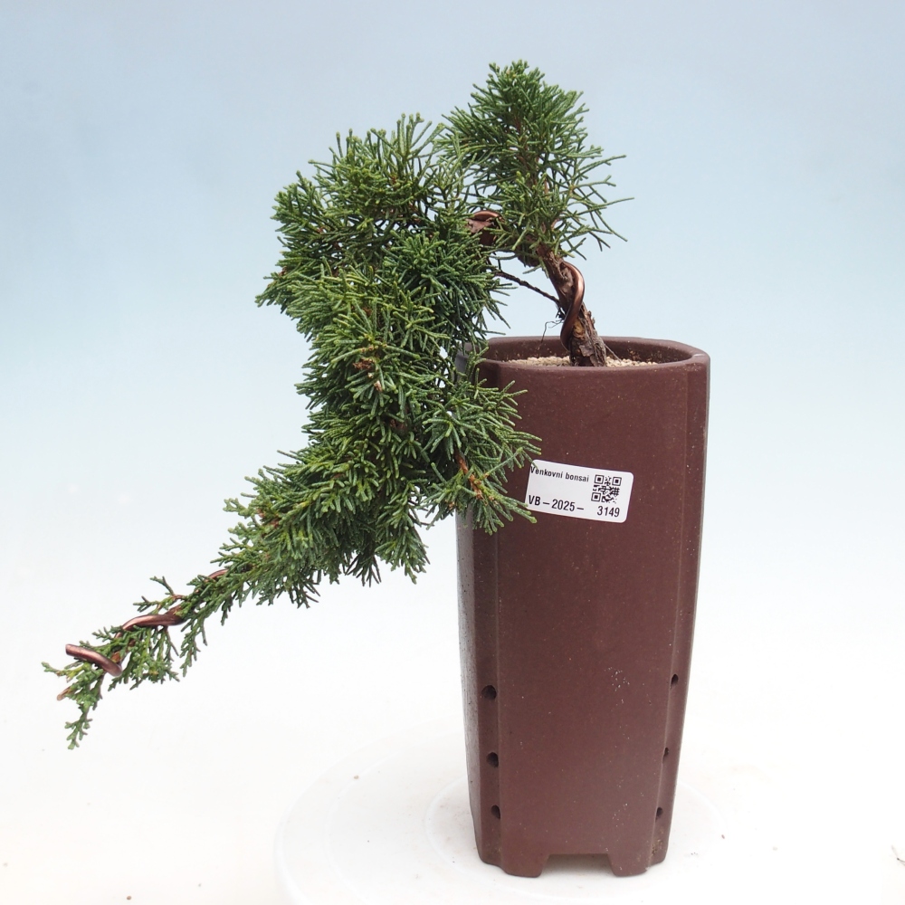 Bonsai voor buiten - Juniperus chinensis Kishu