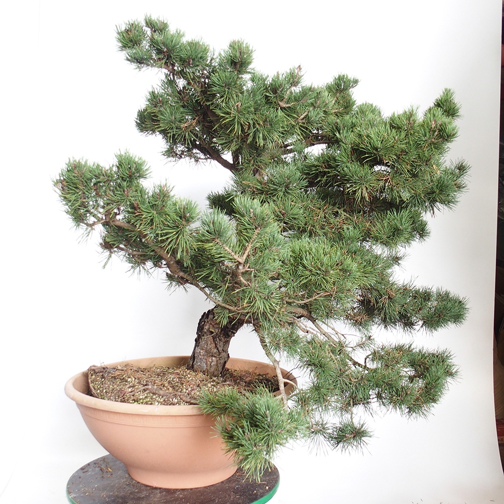 Yamadori - Pinus sylvestris Spanje