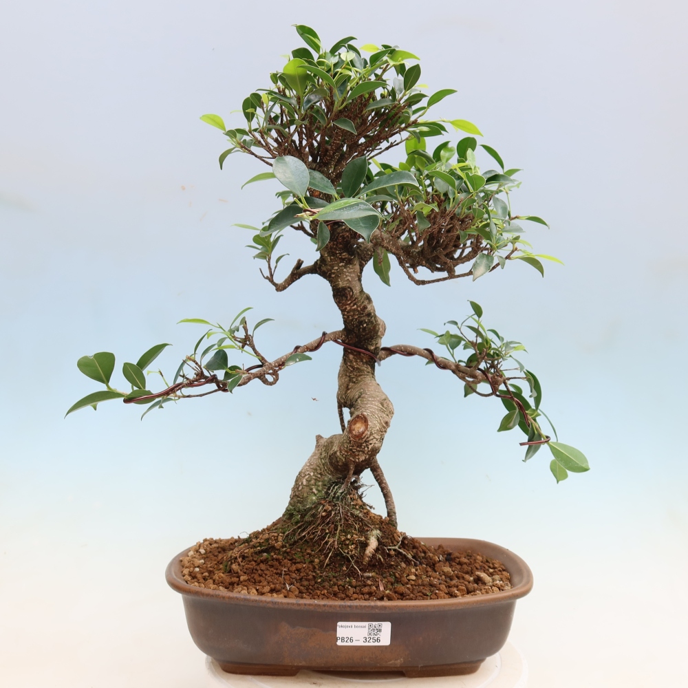 Kamerbonsai - Ficus kimmen - kleinbladige ficus