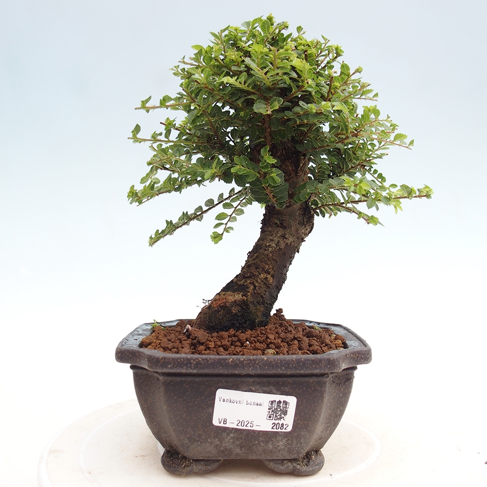 Bonsai voor buiten - Ulmus parvifolia Hokkaido - Chinese iep