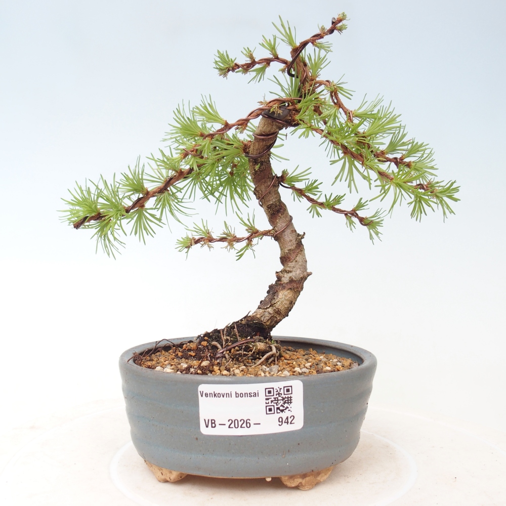 Bonsai voor buiten - Larix Kaempferi - Japanse lariks