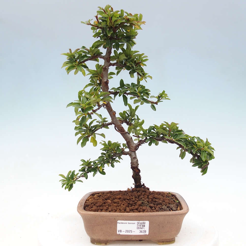 Bonsai-Pyracantha Teton voor buiten -Hlox
