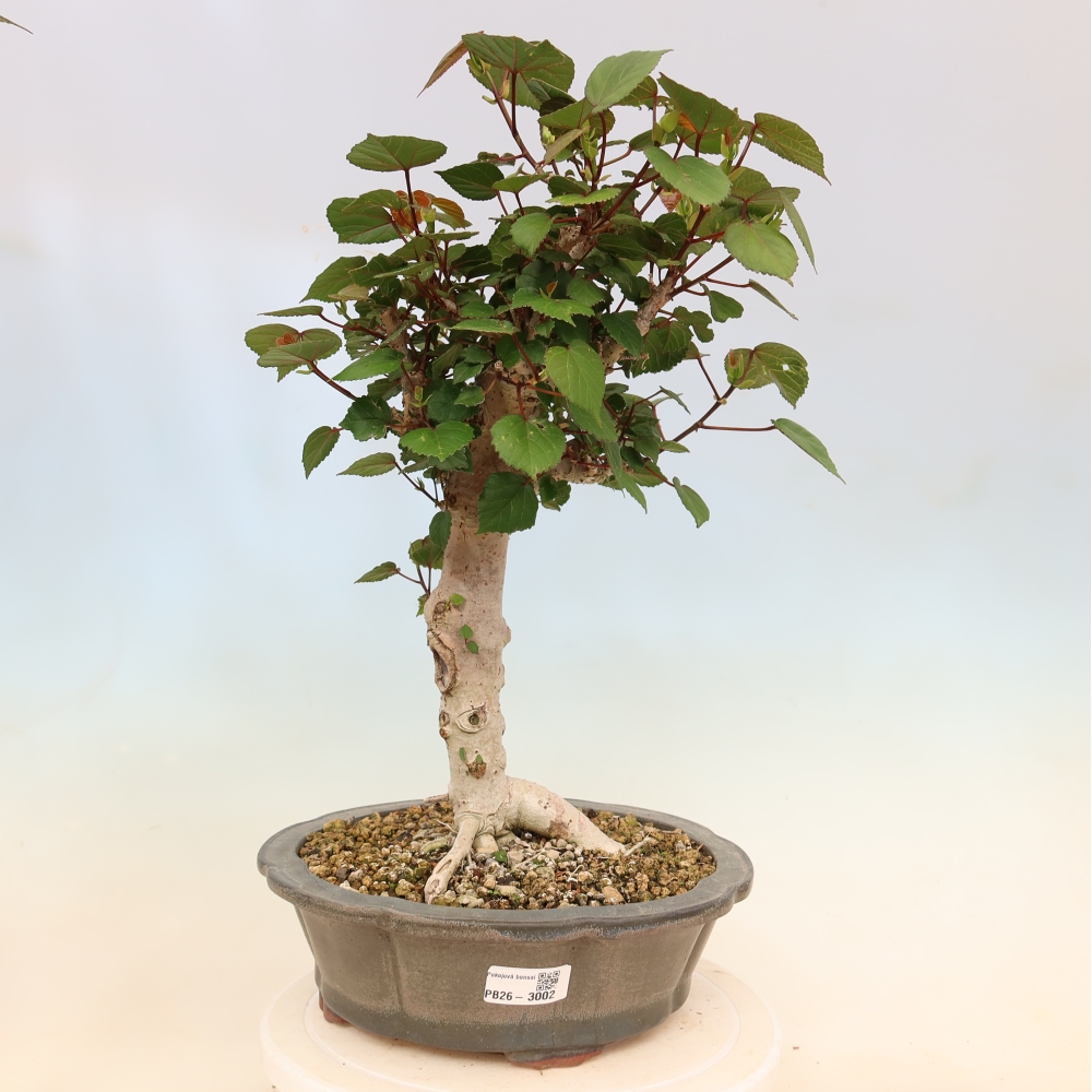 Bonsai voor binnen - Hibiscus tiliaceus - Zee Hibiscus