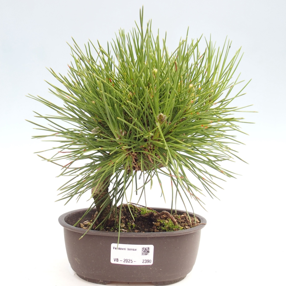 Bonsai voor buiten - Pinus thunbergii - Thunberg den