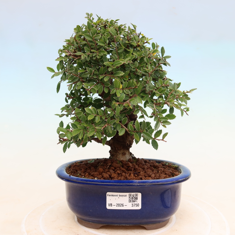 Bonsai voor buiten - Zelkova - Zelkova NIRE