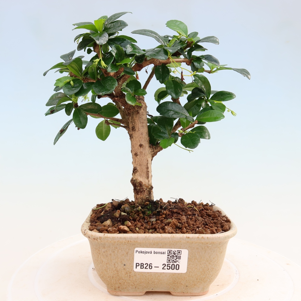 Kamerbonsai - Carmona macrophylla - Thee fuki