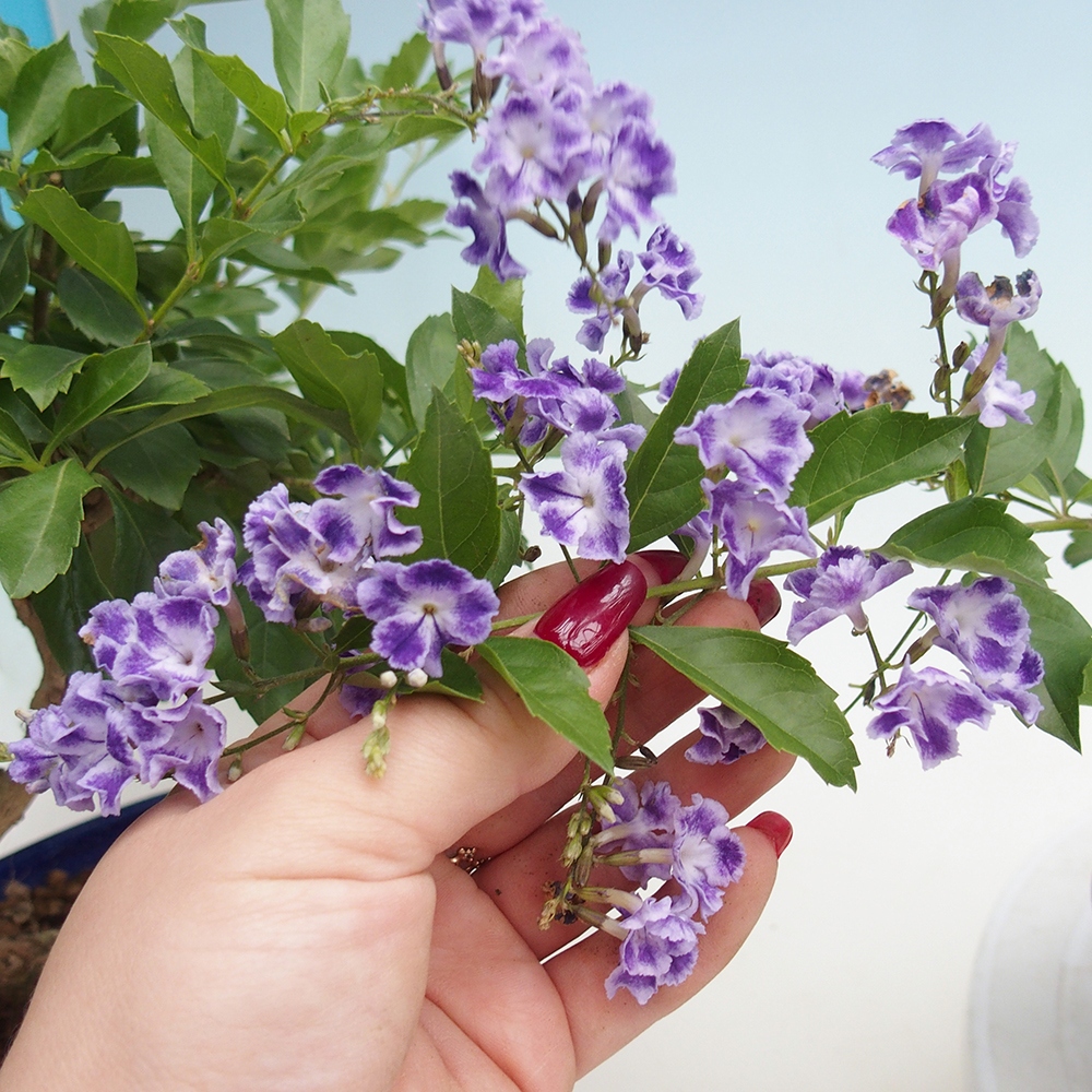 Kamerbonsai - Duranta erecta Aurea