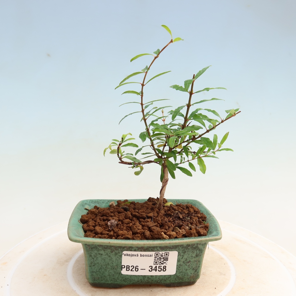 Kamerbonsai-PUNICA granatum nana-Granaatappel