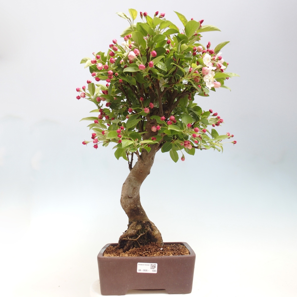 Bonsai voor buiten -Malus halliana - Appelboom met kleine vruchten
