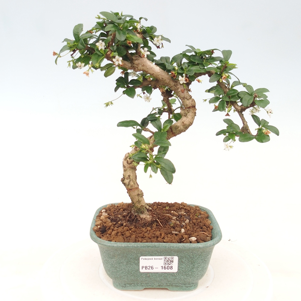 Kamerbonsai - Carmona macrophylla - Thee fuki