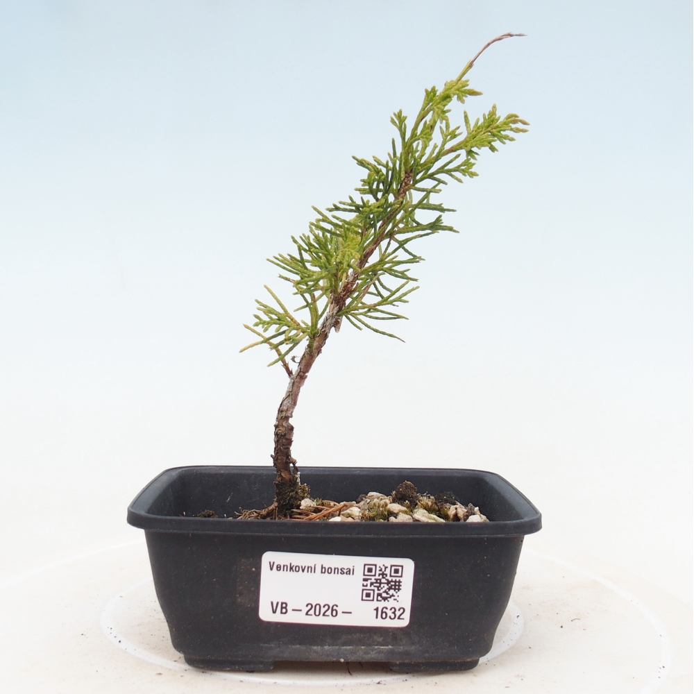 Bonsai voor buiten - Juniperus chinensis Itoigawa