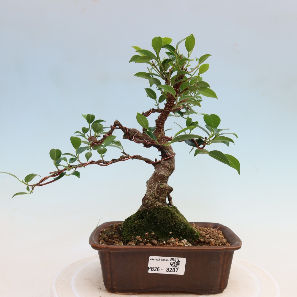 Kamerbonsai - Ficus kimmen - kleinbladige ficus