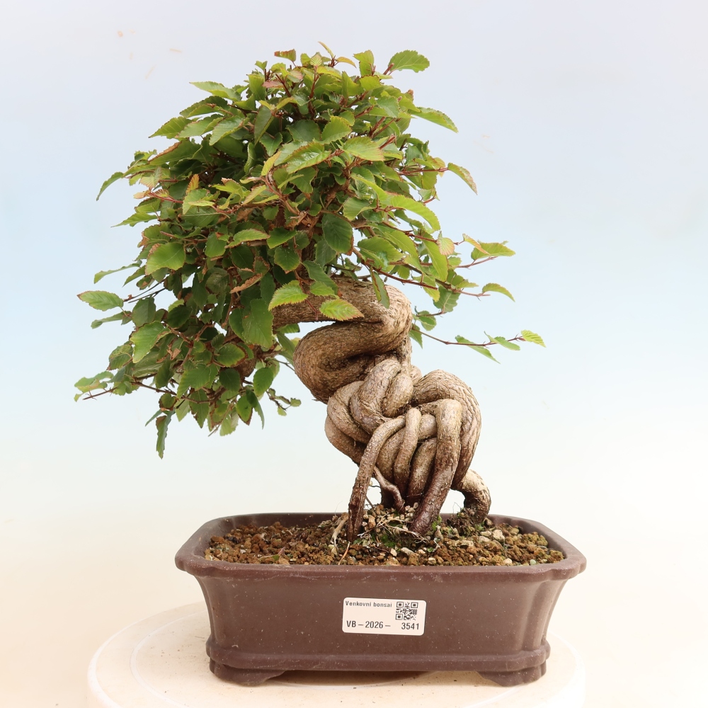 Bonsai voor buiten -Carpinus CARPINOIDES - Koreaanse haagbeuk