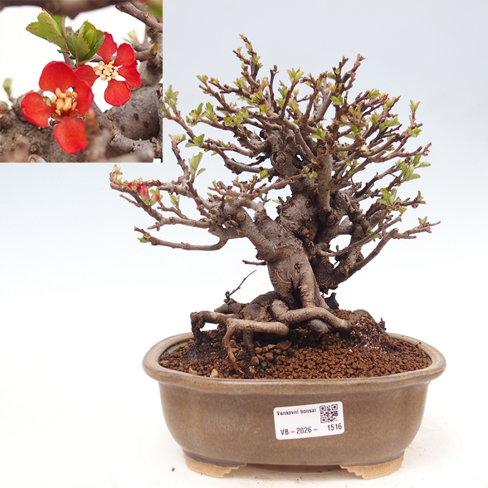 Bonsai voor buiten - Chaneomeles speciosa - Kweepeer