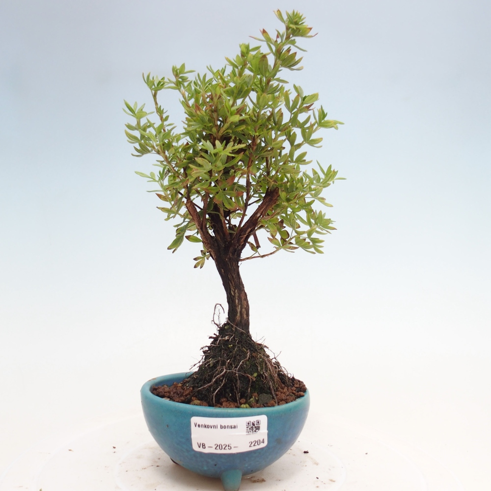 Bonsai voor buiten - Potentila fruticosa gele vogel