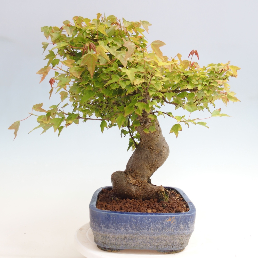 Bonsai voor buiten - Acer Buergerianum - Burgeresdoorn