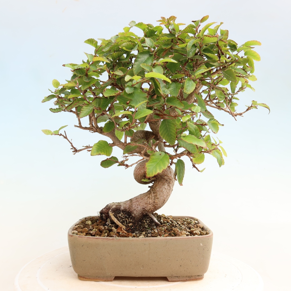 Bonsai voor buiten -Carpinus CARPINOIDES - Koreaanse haagbeuk