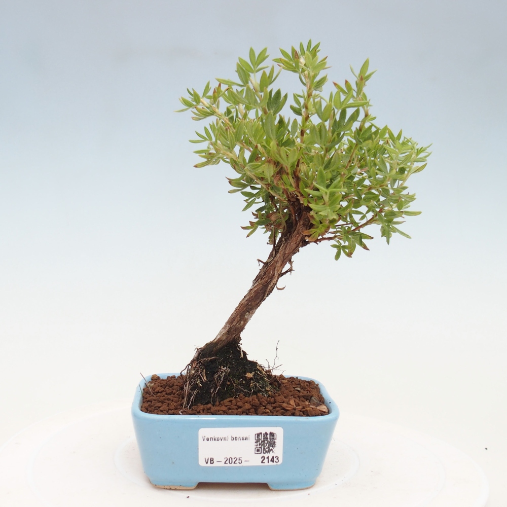 Bonsai voor buiten - Potentila fruticosa gele vogel