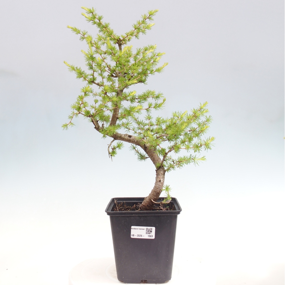 Bonsai voor buiten -Larix decidua - Lariks