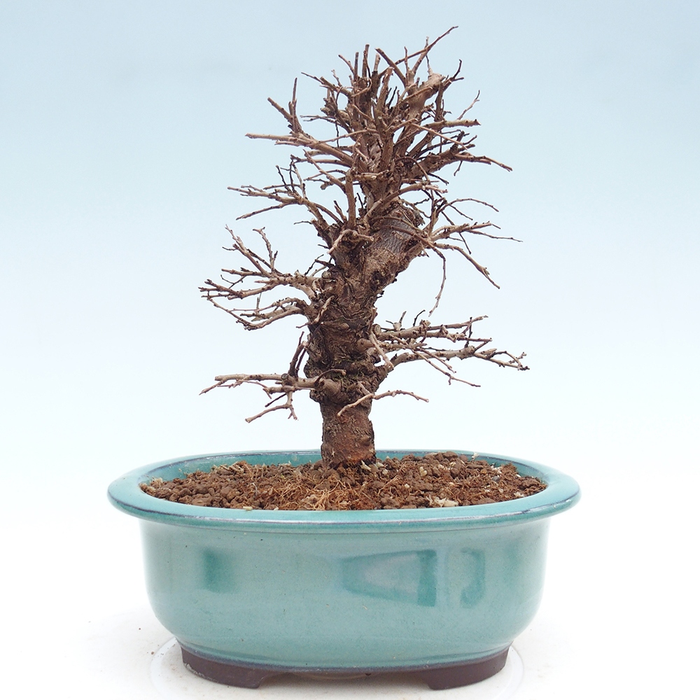 Bonsai voor buiten - Zelkova - Zelkova NIRE