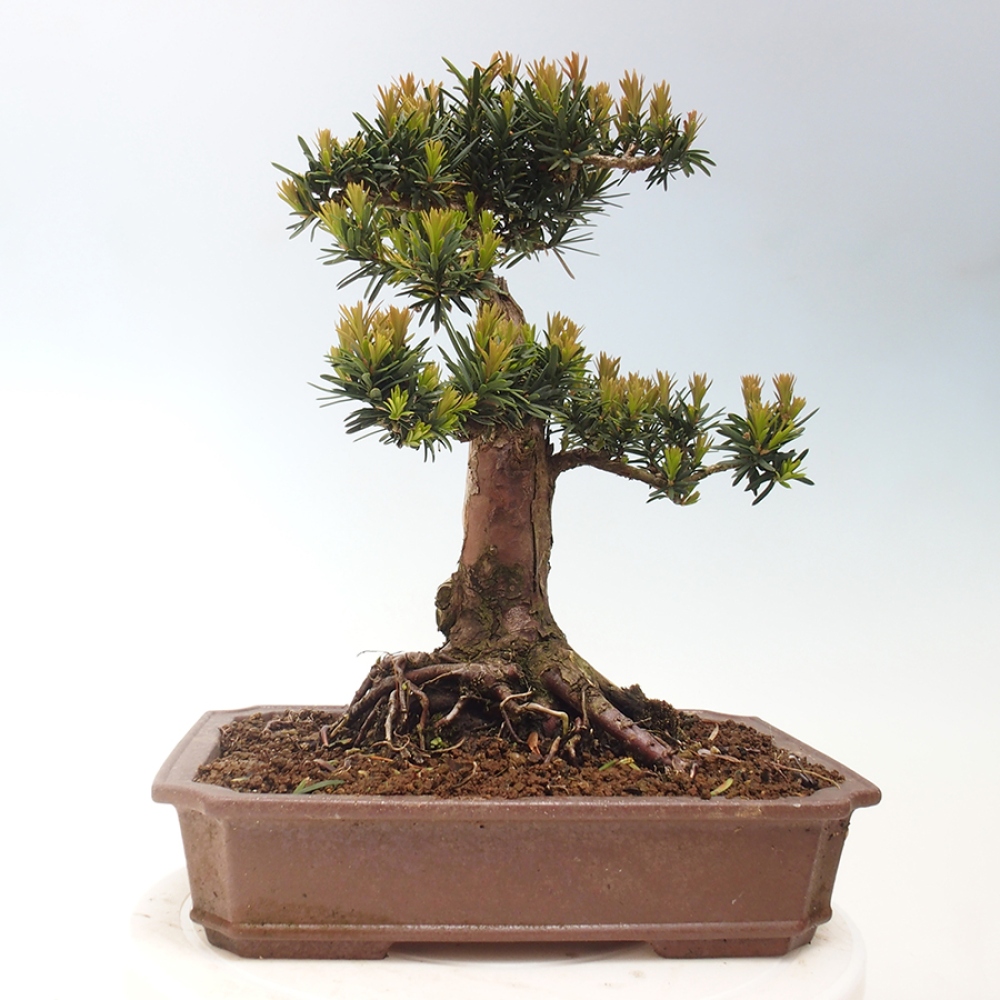 Bonsai voor buiten - Taxus cuspidata - Japanse Taxus