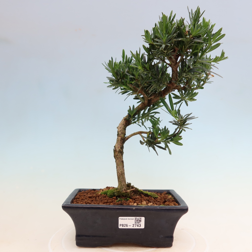 Kamerbonsai - Podocarpus - Taxus